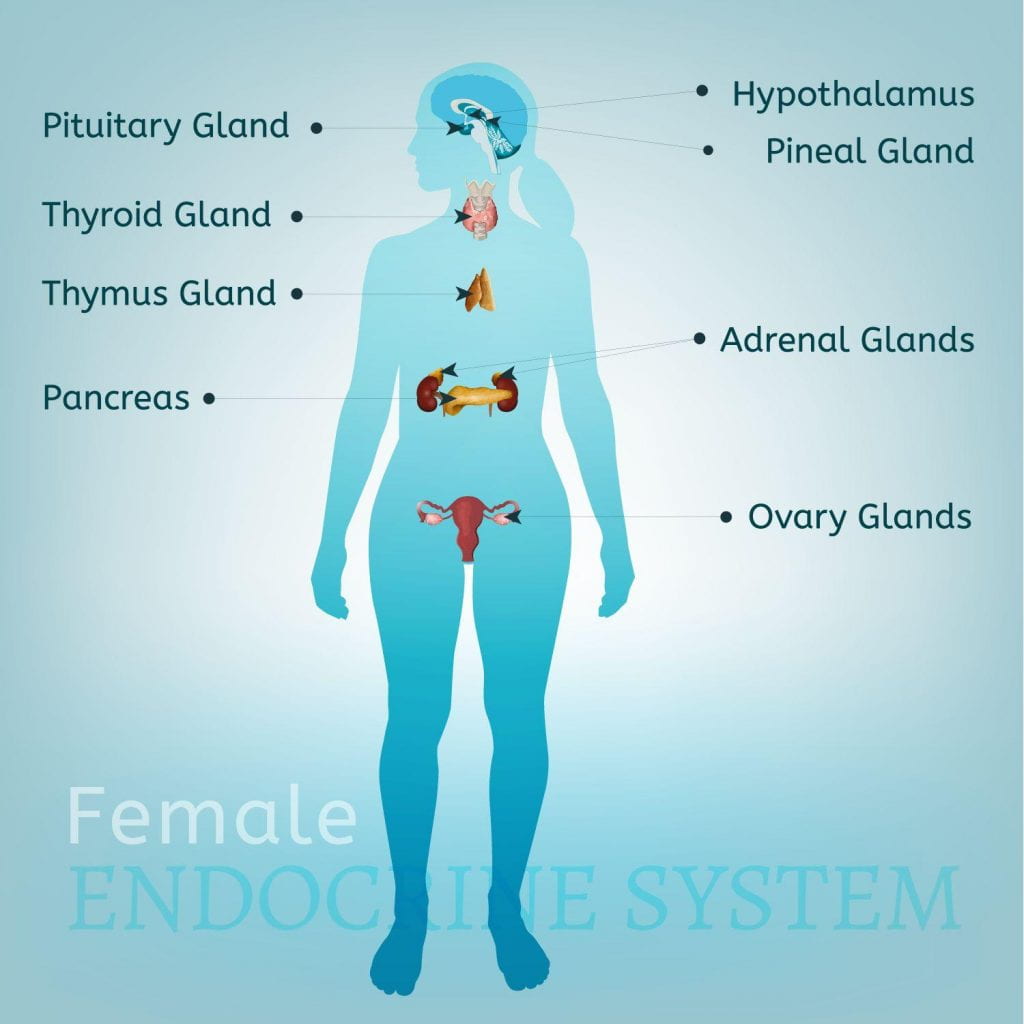 Female Endocrine System