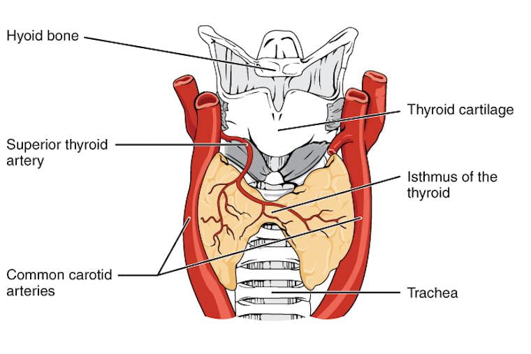 Anterior thyroid