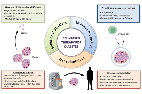 Hogrebe, Ishahak and Millman review stem cell-derived islet replacement therapy for type 1 diabetes 