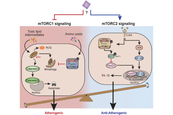 Stitham, Lodhi and colleagues reveal the mechanistic details of macrophage mTOR signaling in atherosclerosis